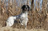 SETTER ANGLAIS 089